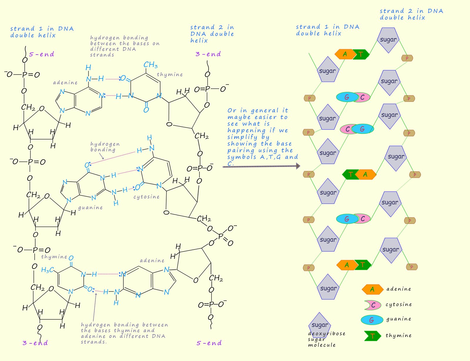Hydrogen bonding in a molecule of DNA